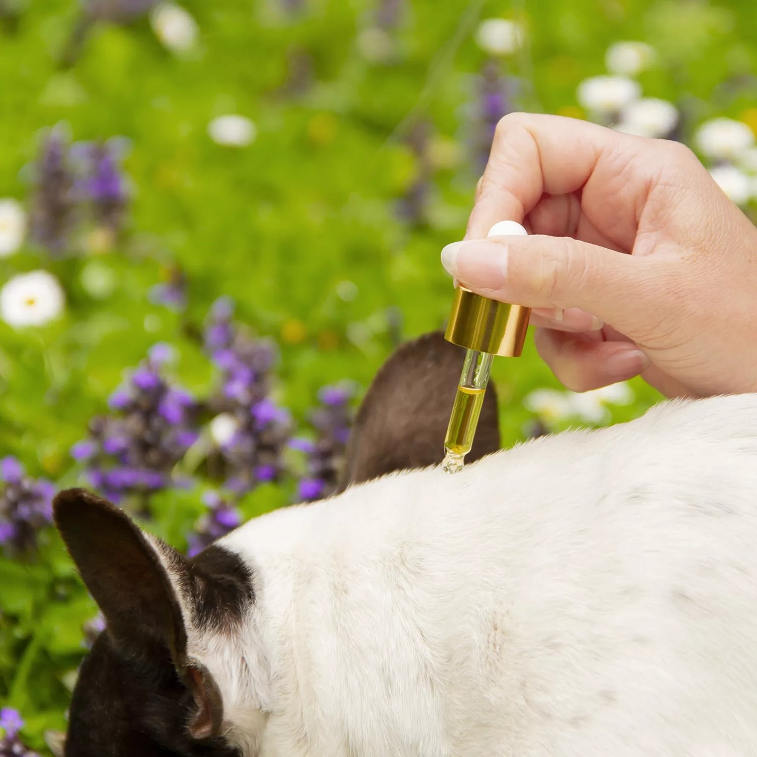 Élixir Fèléfuir – Huile Antiparasitaire Naturelle pour Chien 100% Naturel