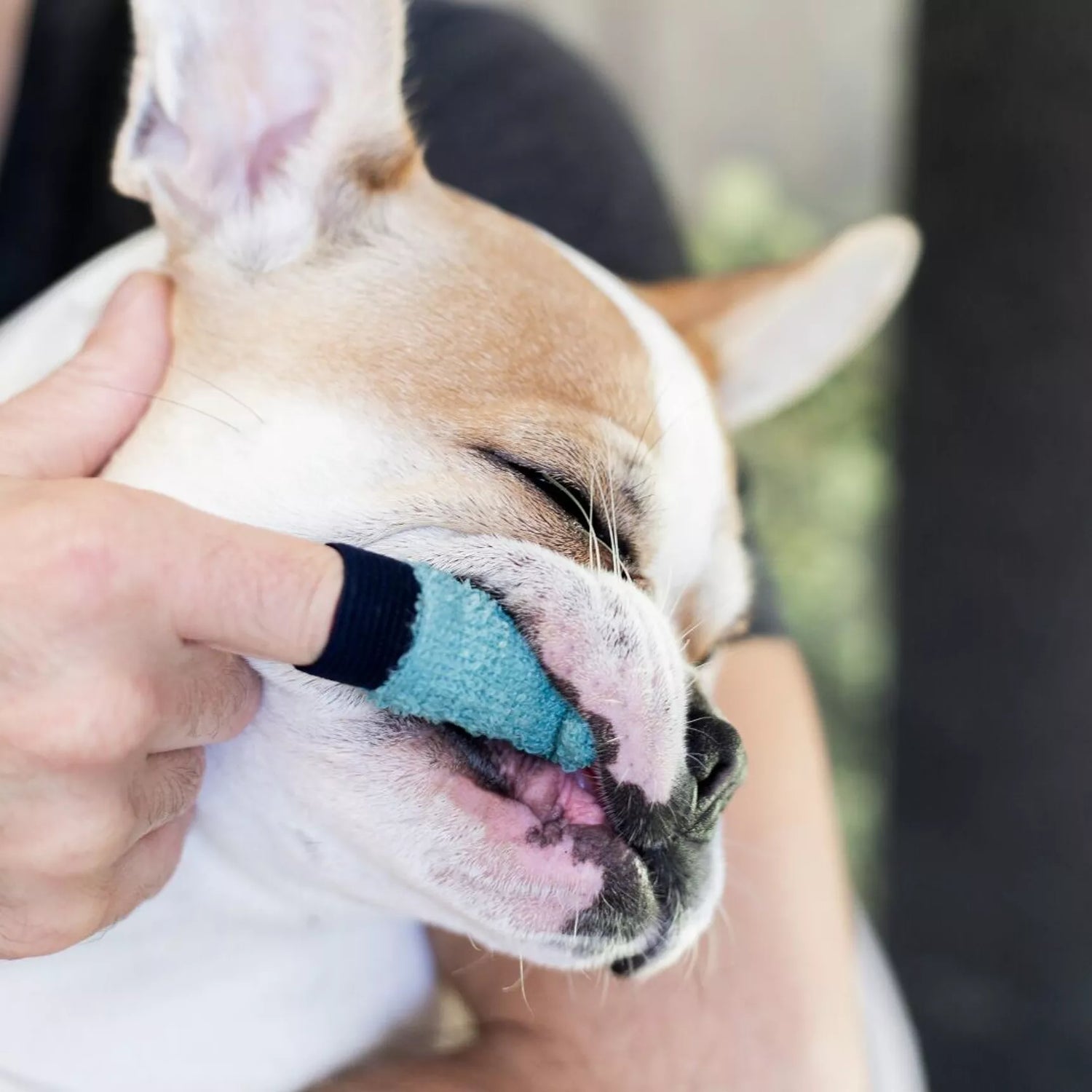 Brosse à dents éco-responsable - Fait mains - pour chiens et chats - Dexter & Mango