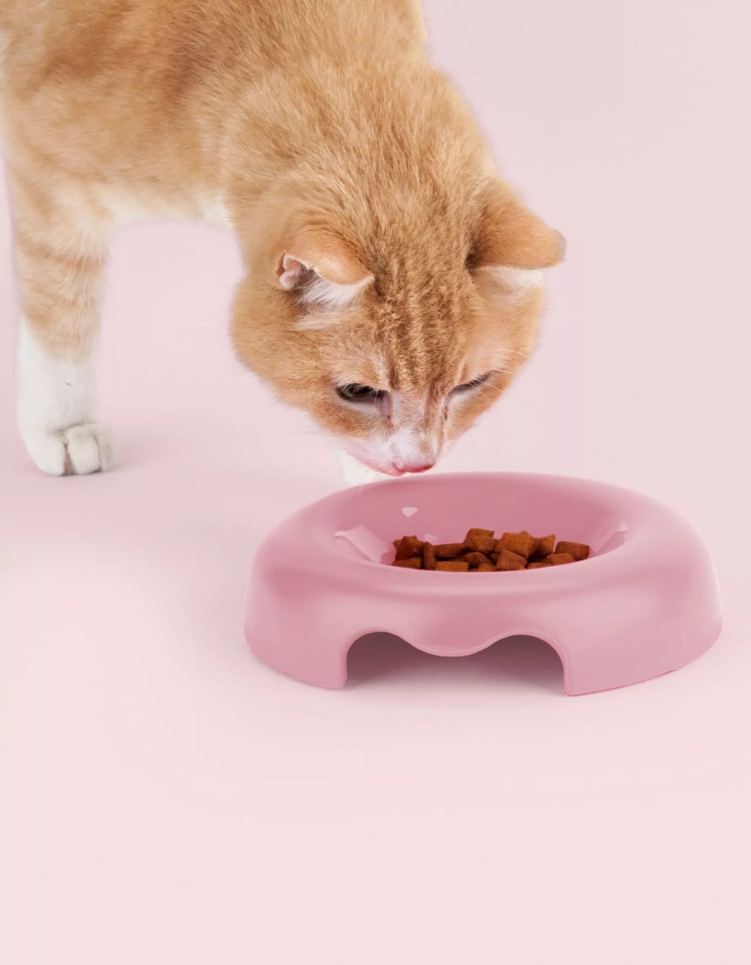 Gamelle Design à Bords Bas pour Chats - UNITED PETS